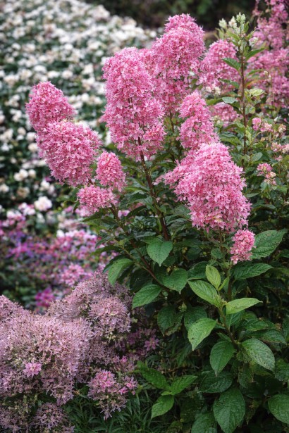 Цеанотус блідий Перл Роуз|Ceanothus pallidus Perle Rose|Цеанотус бледный Перл Роуз 